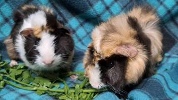 Rescue Abyssinian Guinea Pigs for Adoption in Chicago Heights, Illinois - Elroy | PetCurious